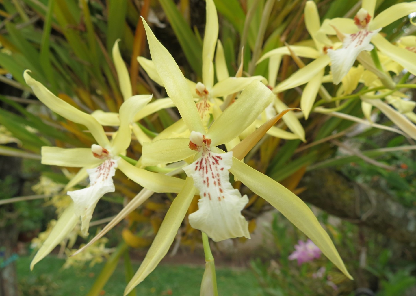 Miltonia flavescens - orquideas.eco.br