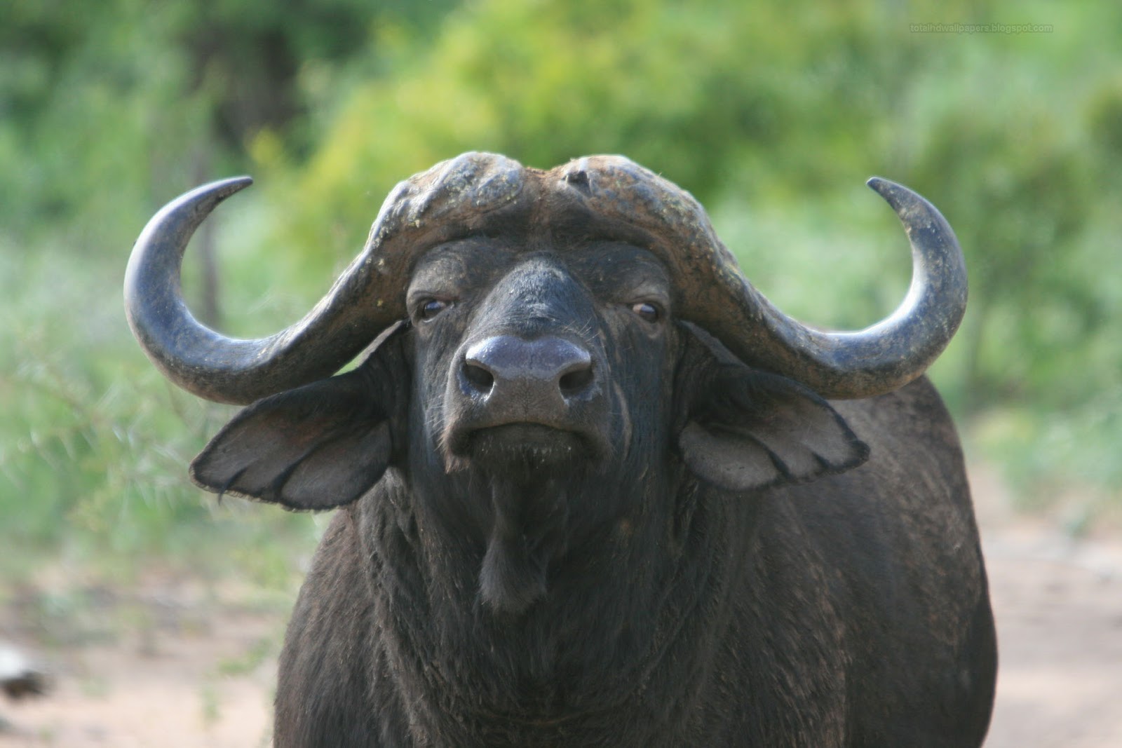 Beautiful Wallpapers for Desktop Buffalo Wallpapers hd