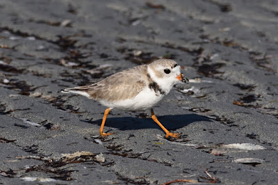 Birding Adventures Of Dave Dereamus