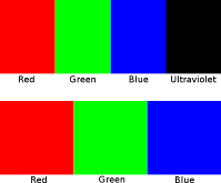 Figure illustrating the four primary colors seen by starlings and the three primary colors seen by humans. Starlings see in the ultraviolet frequency range that humans cannot.