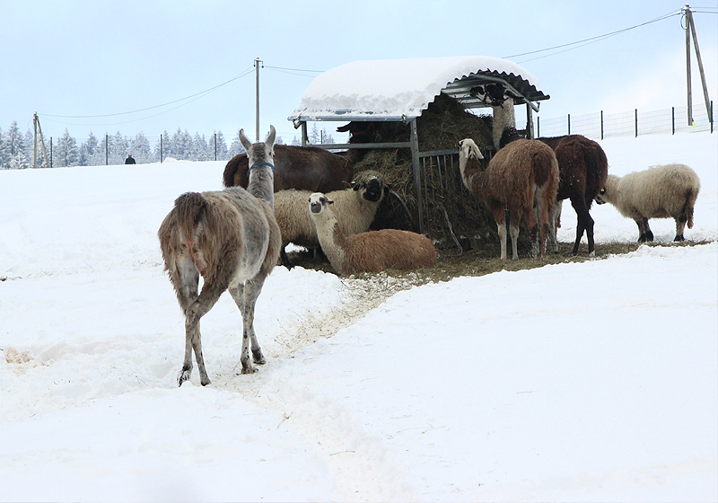 Https Encrypted Tbn0 Gstatic Com Images Q Tbn 3aand9gct6xbg61wwgof6vgi95zfdb8vboz7pgqzh4cw Usqp Cau