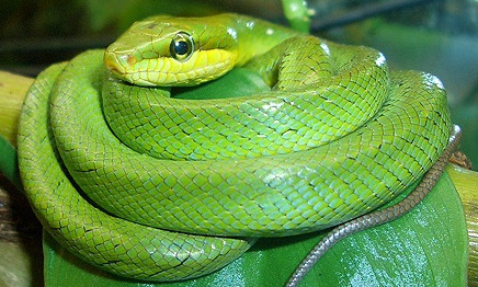 99 Arti Mimpi Dililit Ular Hijau Di Kaki Kanan Kiri Dan Leher Mimpi Ular Terbang