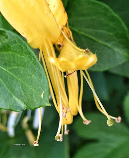 honeysuckle blossom, macro