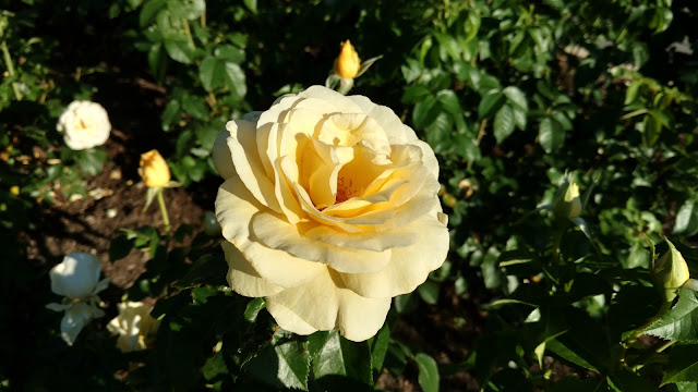 Сад Троянд Рудольфа В. Ван Дер Гута, Сомерсет, Нью-Джерсі (Rudolf W. van der Goot Rose Garden, Somerset, NJ)