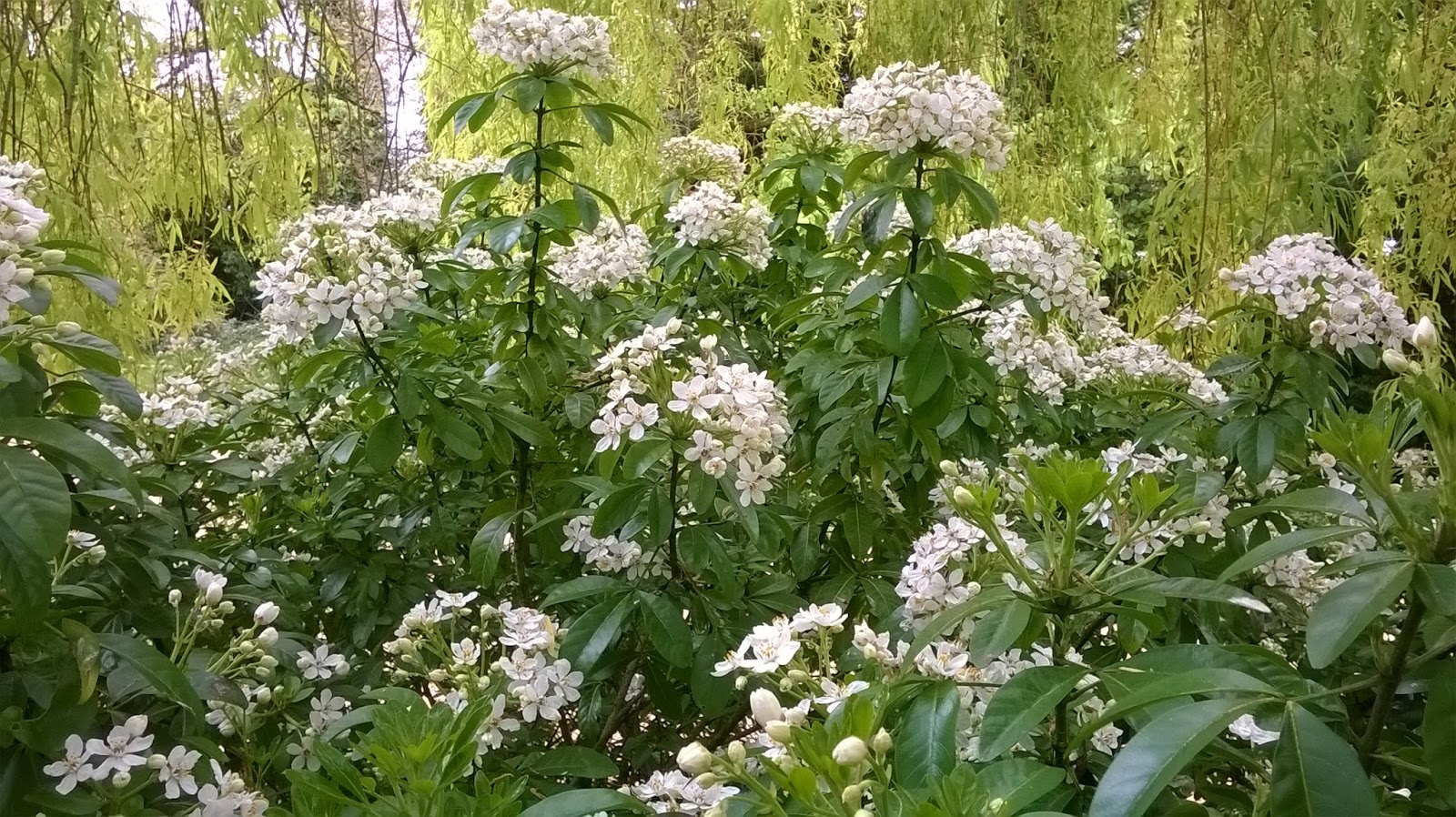 Life Between The Flowers Choisya Ternata Mexican Orange Shrub
