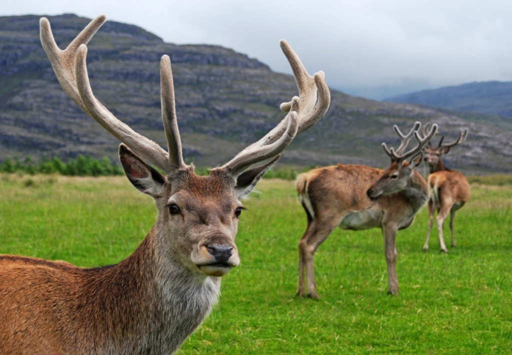 Red deer Amazing Pets For You