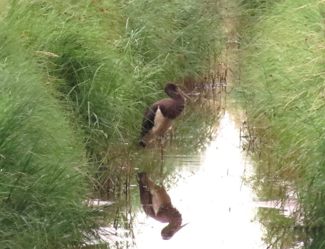 Black Stork - Sunk Island, Yorkshire