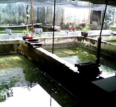 petani lobster air tawar yogyakarta petani lobster air tawar yogyakarta