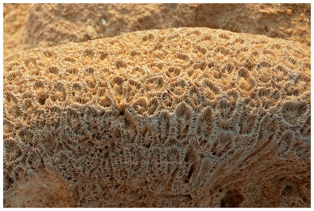 Skamieniałości plejstoceńskie, Egipt skamieniała rafa