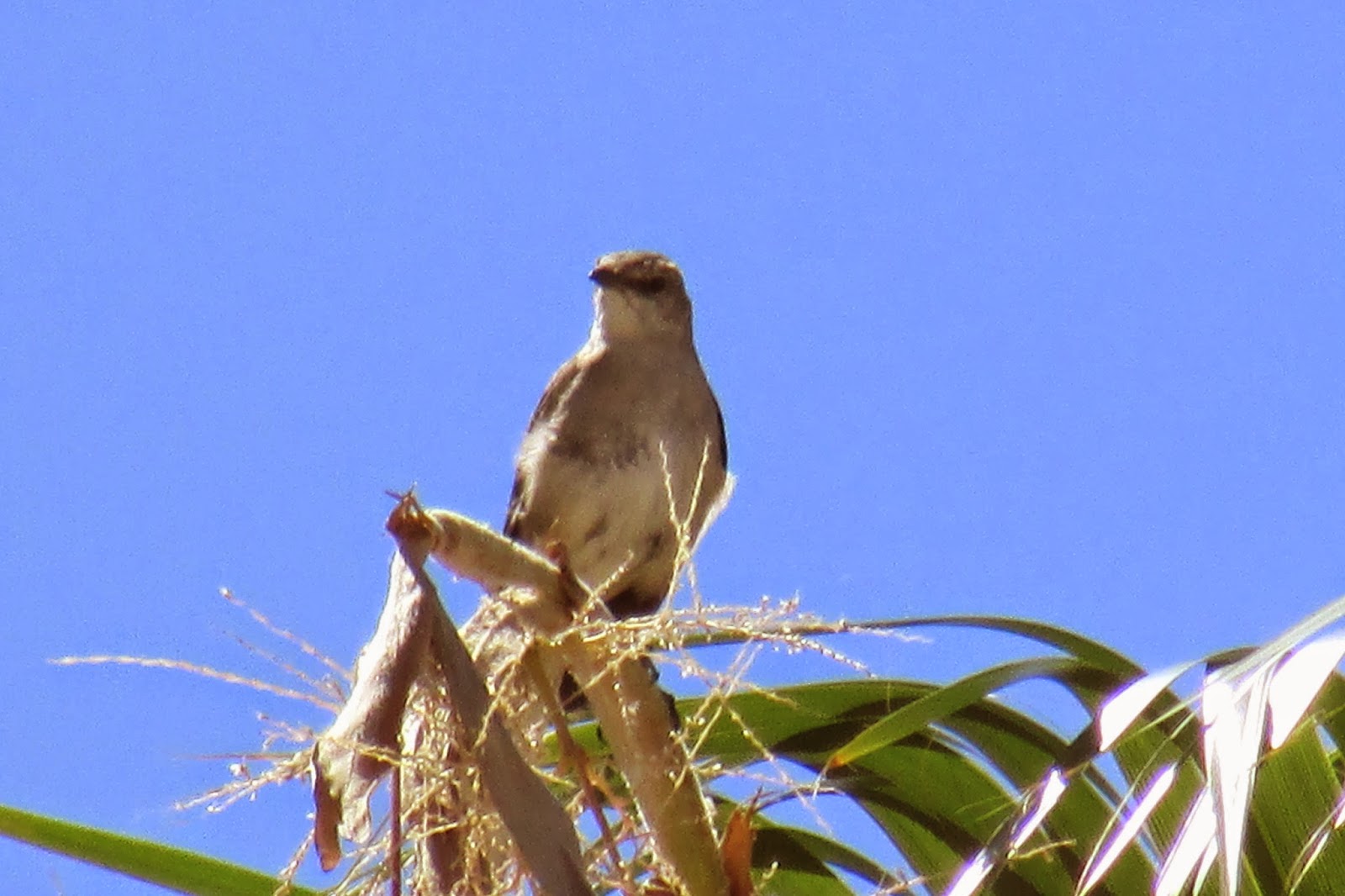 Toys and Stuff Las Vegas NV,19 Juni 2014 ,Mocking Bird