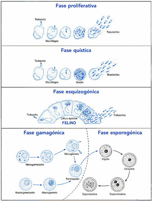 toxoplasma gondii mecanismo de transmision toxoplasma gondii mecanismo de transmision