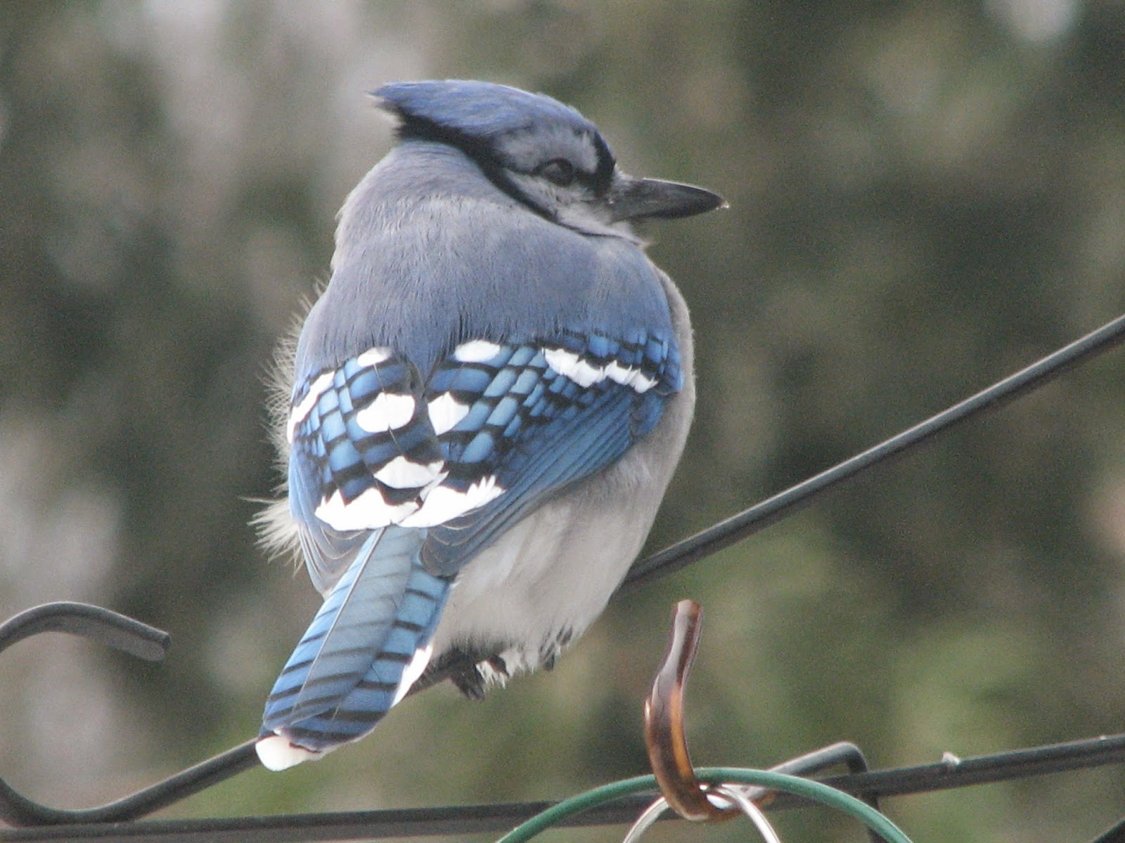 South Burlington birds: I got the blues Blue Jay photos | Litter with a ...