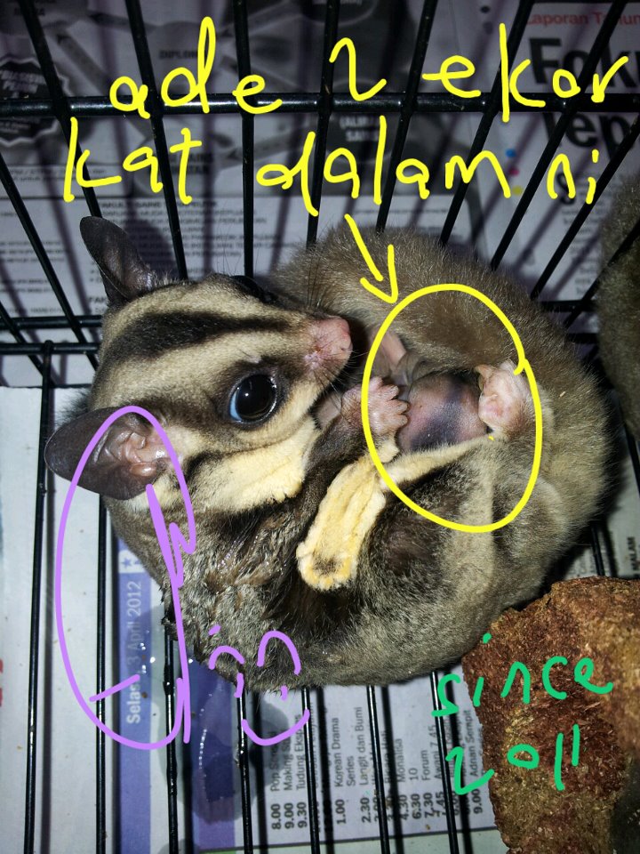 irwanmiswan tips penjagaan Sugar Glider (Sugar Glider Malaysia Group)