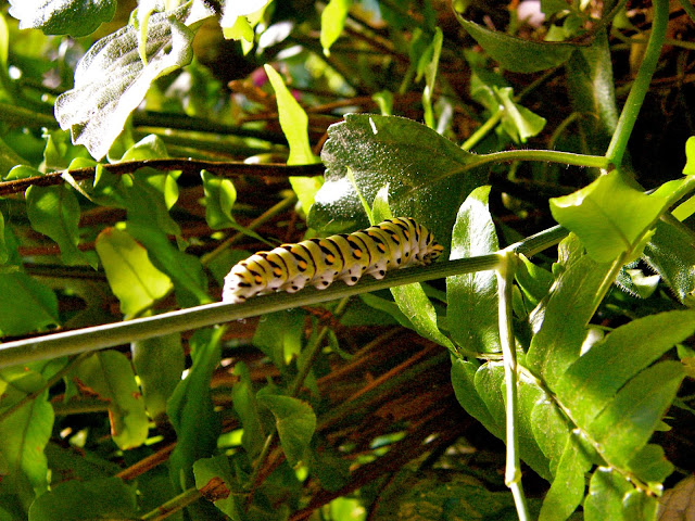 The striking yellow and black striped caterpillar of the Black Swallowtail butterfly feeding on a dill stem.