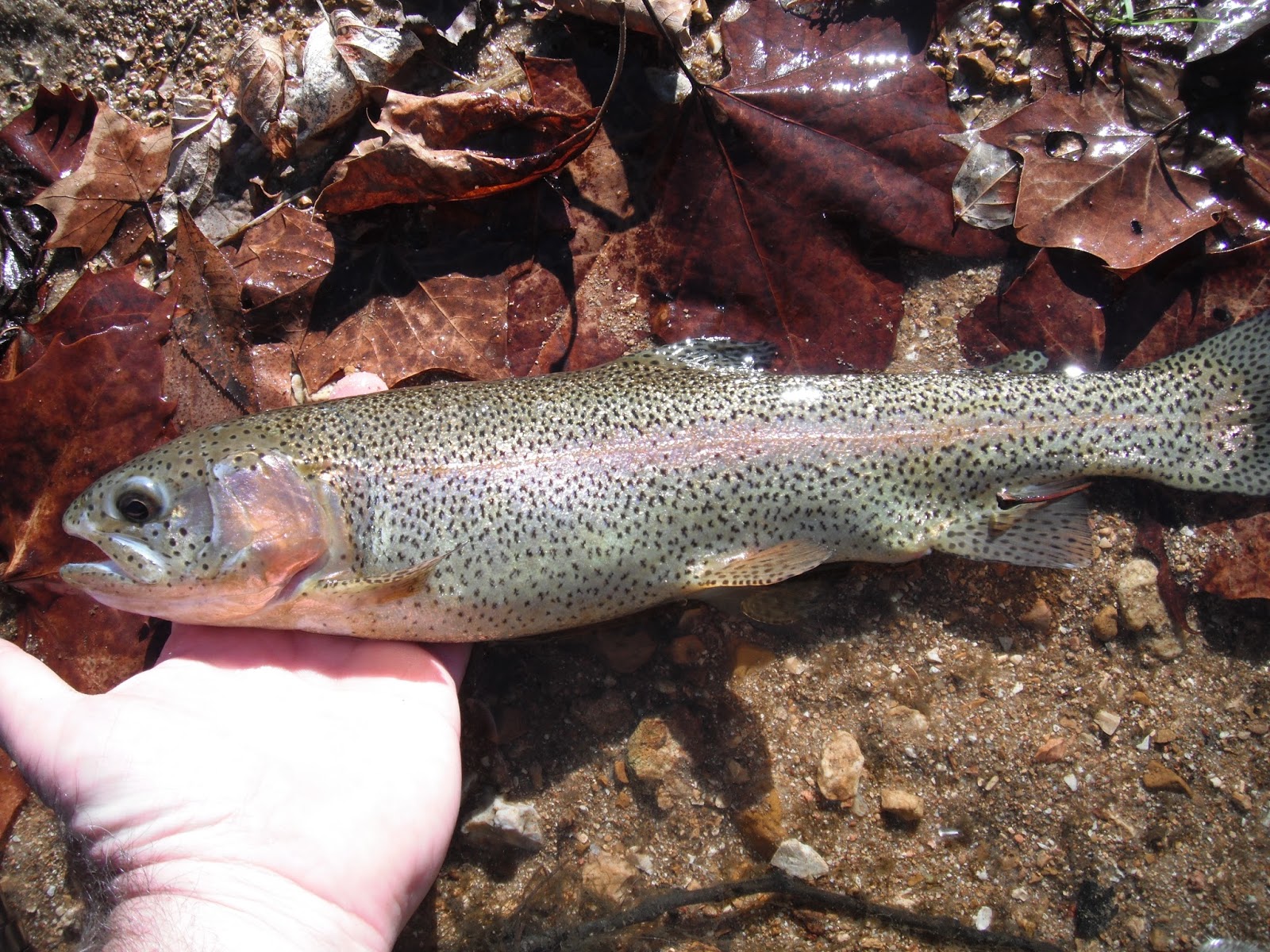 Missouri Trout Hunter