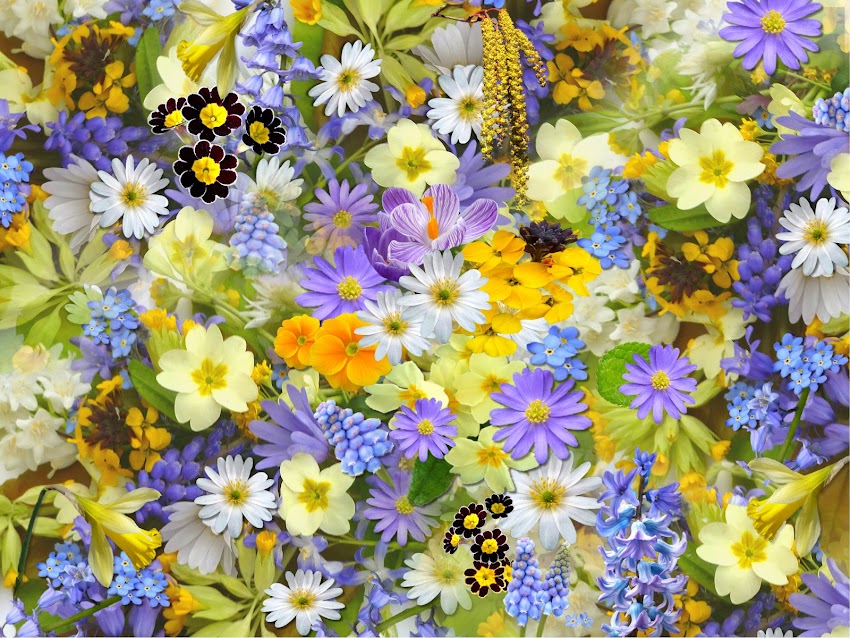 Bed of Flowers Bed of Flowers
