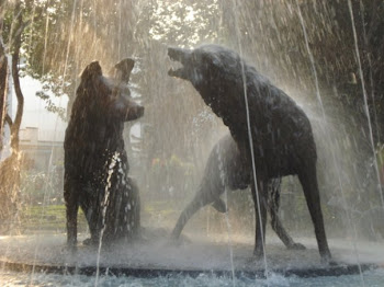 Coyotes in Coyoacan, Mexico City