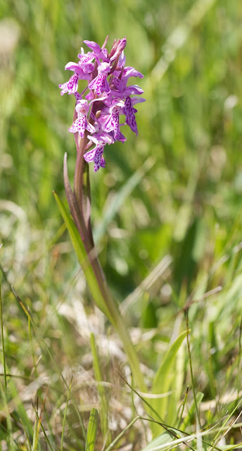 Pugsley's Marsh Orchid - Anglesey