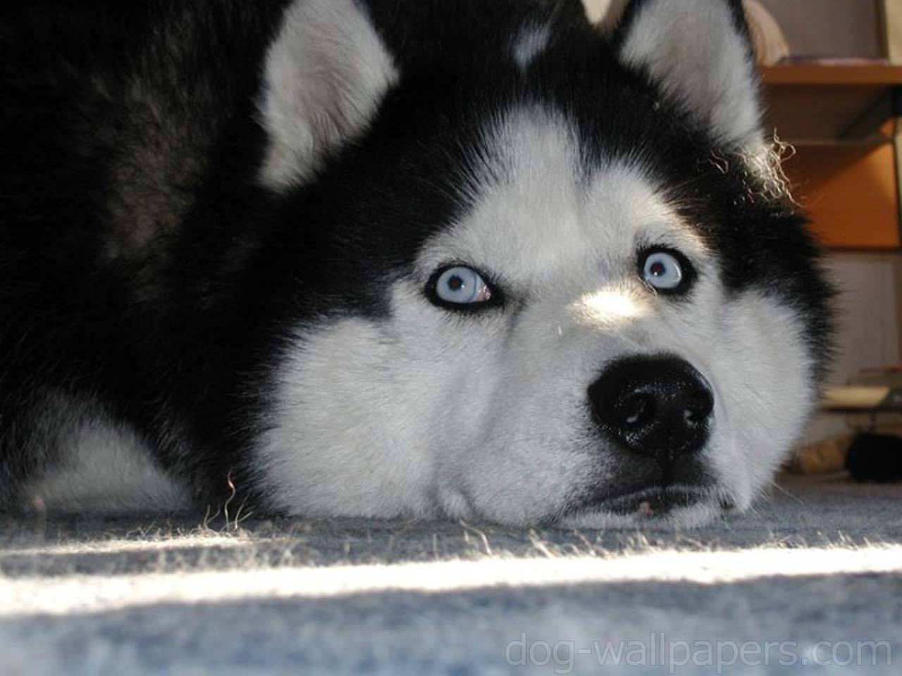 sibirya kurdu husky duvar kagitlari