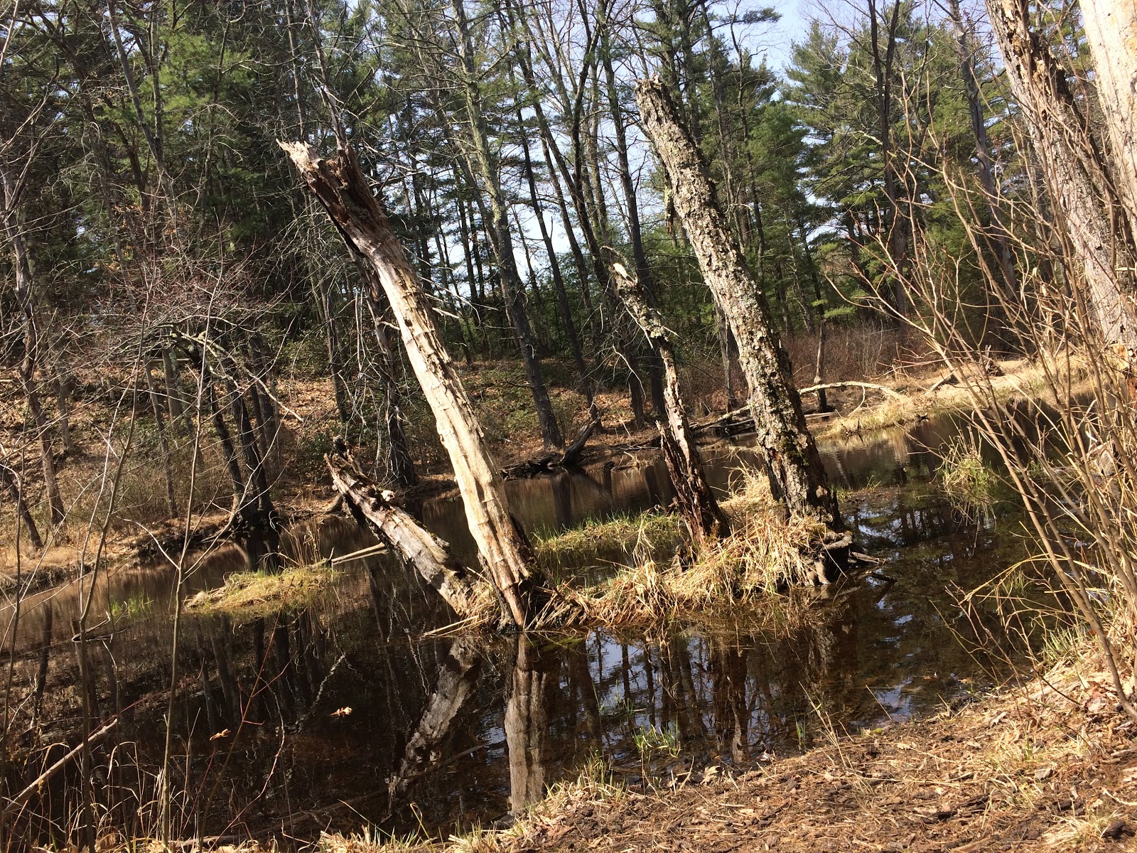 The Daily Woot Trout Brook Conservation Area
