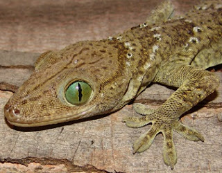 Tokay (Gekko Gecko)