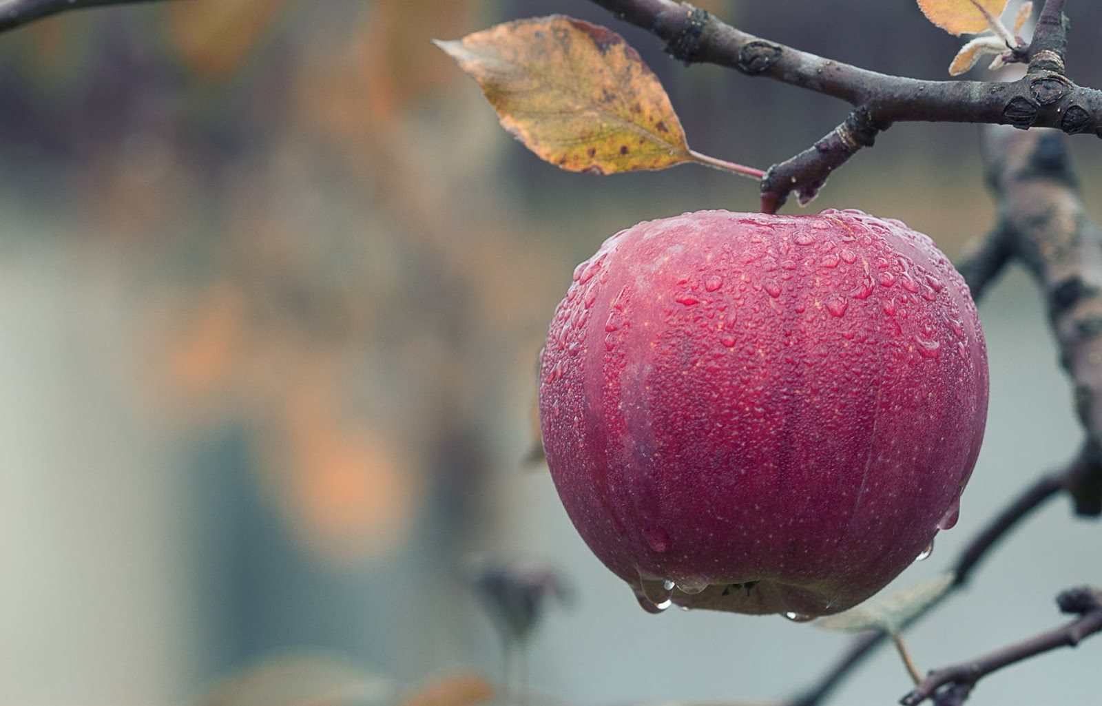 Fact #76: Why Apples Float
