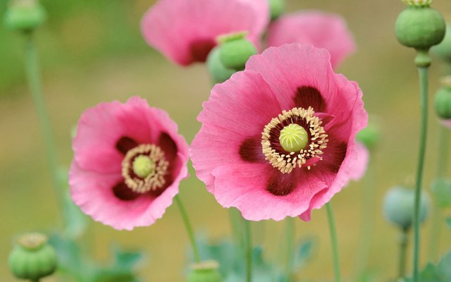 Pretty Pink Flower Pictures Pretty Pink Flower Pictures