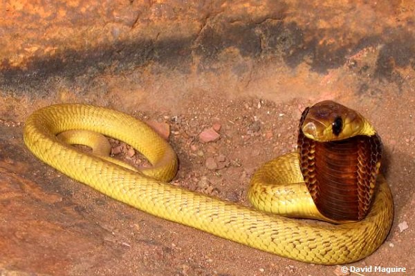 Cape Cobra