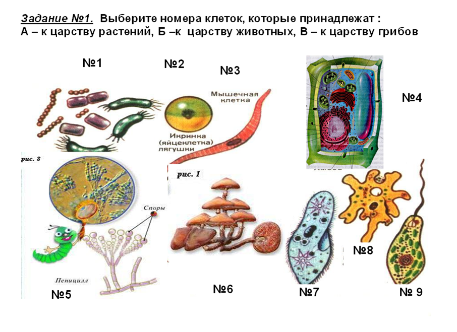 Материал на урок биологии