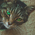 Never Too Late: If you missed the IPKat last week