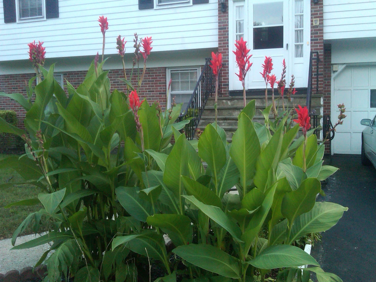 Frank's Garden Talk Canna Lily Growing Tips