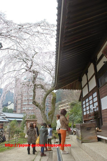 Sakura Arima Onsen Kobe