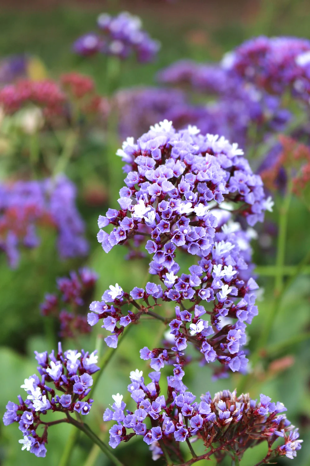 Purple flowers in Puno, Peru - travel blog