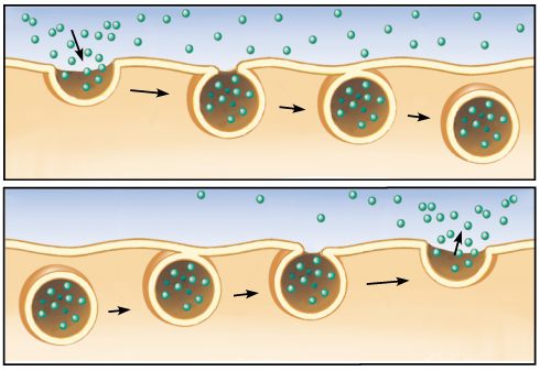 Perbedaan Endositosis dan Eksositosis pada Sel - Beda ...