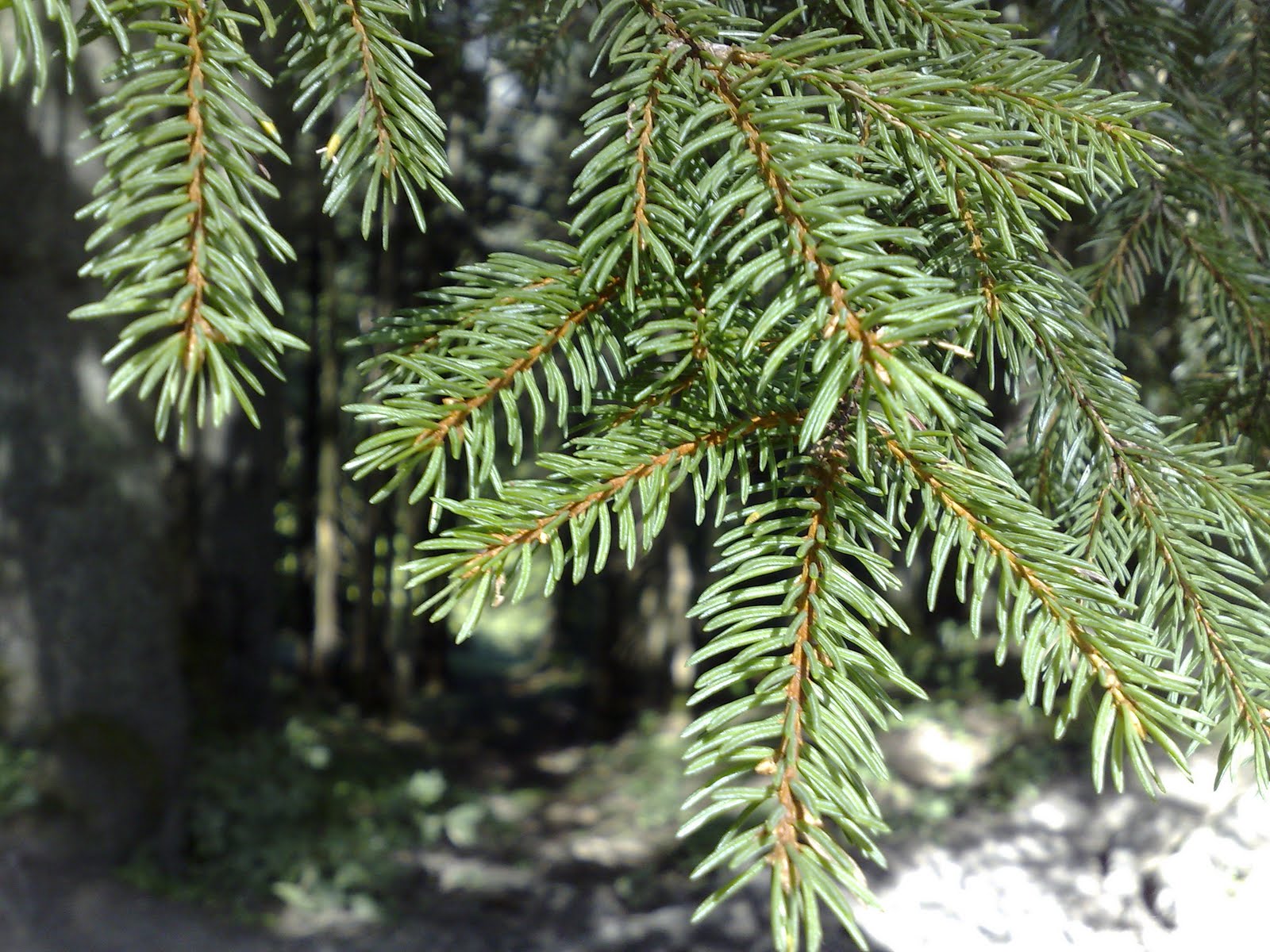 Árboles con alma Abeto Rojo. Pícea. (Picea abies) Árboles con alma Abeto Rojo. Pícea. (Picea abies)
