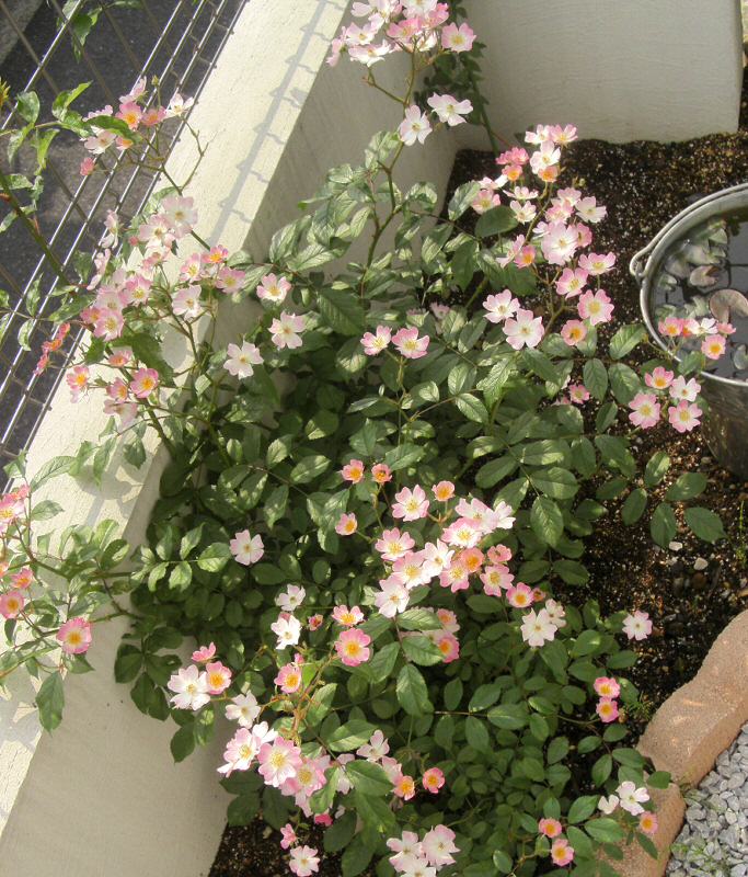 ボタンのくらし つるバラ バレリーナ