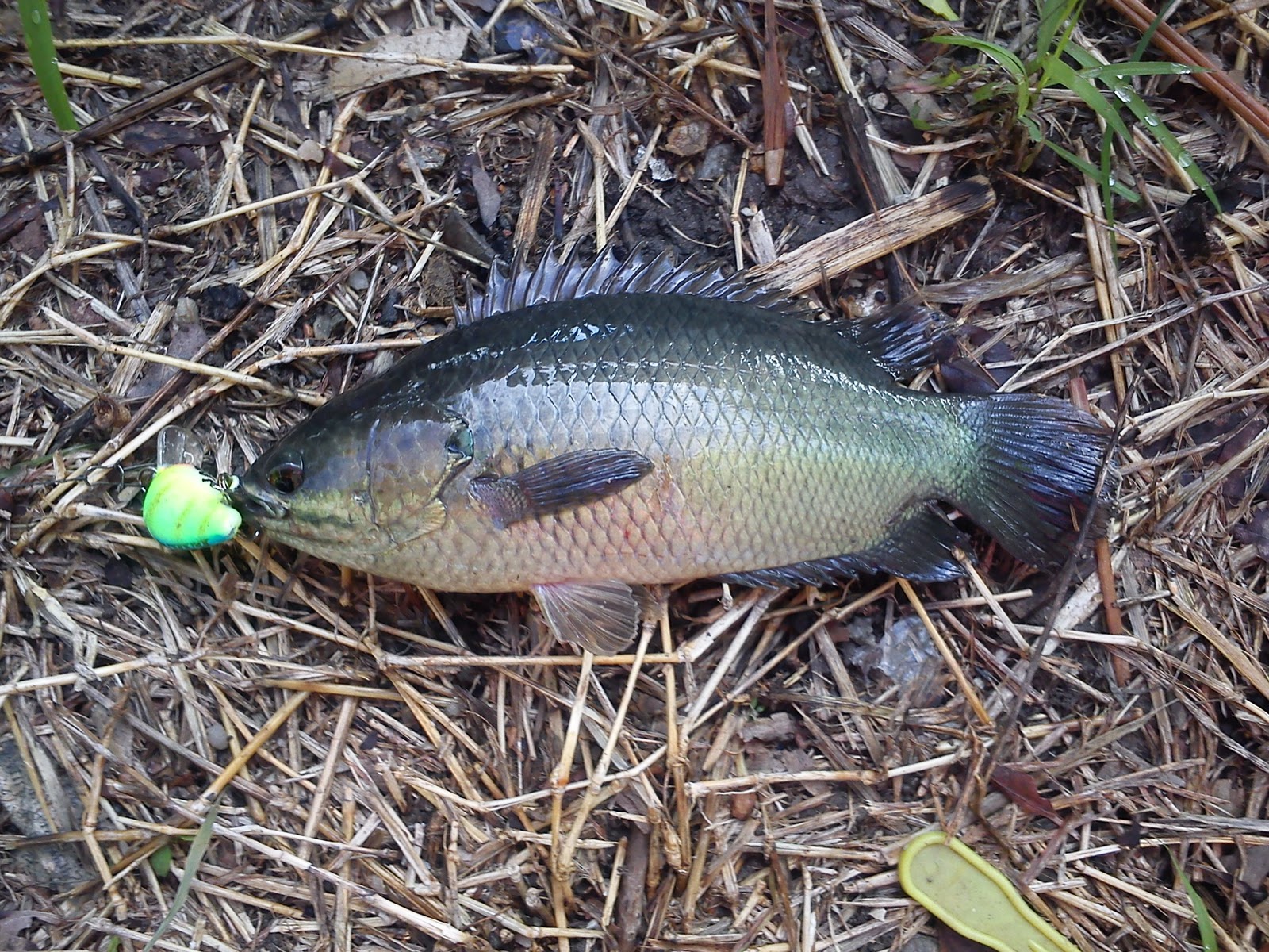 Diari Pancingku: Ikan Puyu boleh casting?