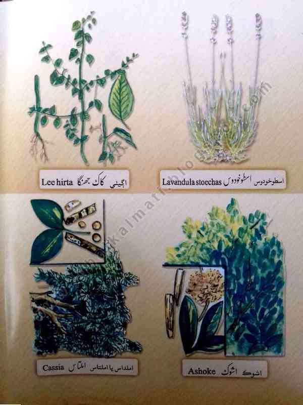 Plants Names with Picture Used in Tib or Hikmat Medicine