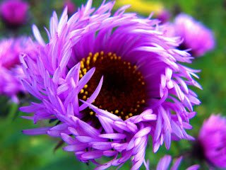 Papel de Parede de Flores #5 ~ Links da WEB