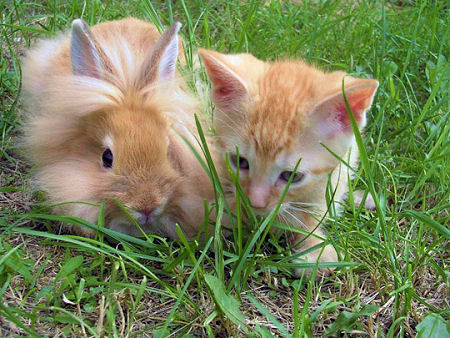 Kitten Puppy Bunny | Kitten And Puppy