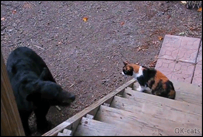 Amazing Cat GIF • Fearless Cat shows curious bear who’s the Boss. SLAP! Amazing Cat GIF • Fearless Cat shows curious bear who’s the Boss. SLAP!