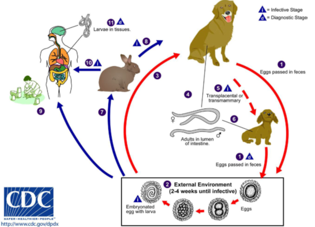 Cacingan Pada Hewan Kesayangan Anjing Dan Kucing