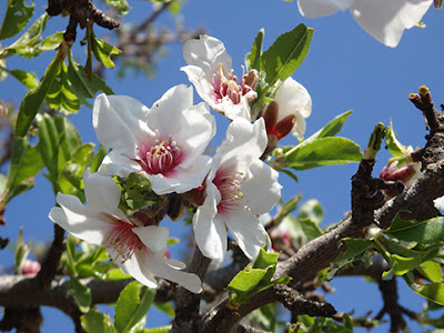 Almendro (Prunus amygdalus)