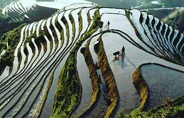 terrazas de arroz en china cultivando terrazas de arroz en las montañas chinas