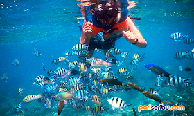 Under Water Wisata Pulau Pari
