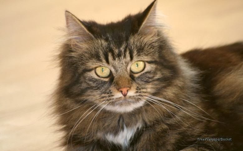 wallpaper hollywood: History of Cat with Domestication :30 Most