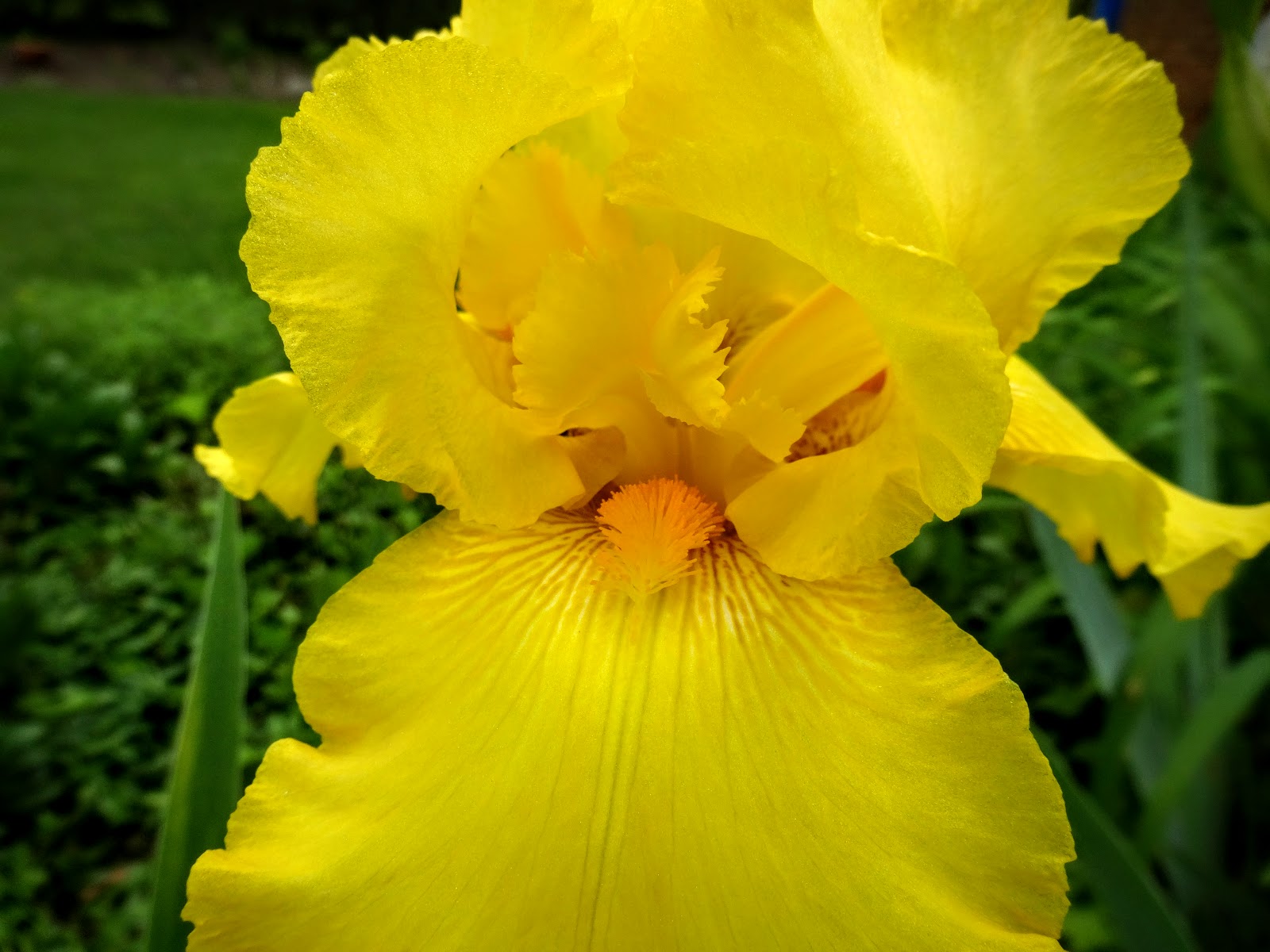 Love, Joy and Peas Big Yellow Irises and Multicolored Roses