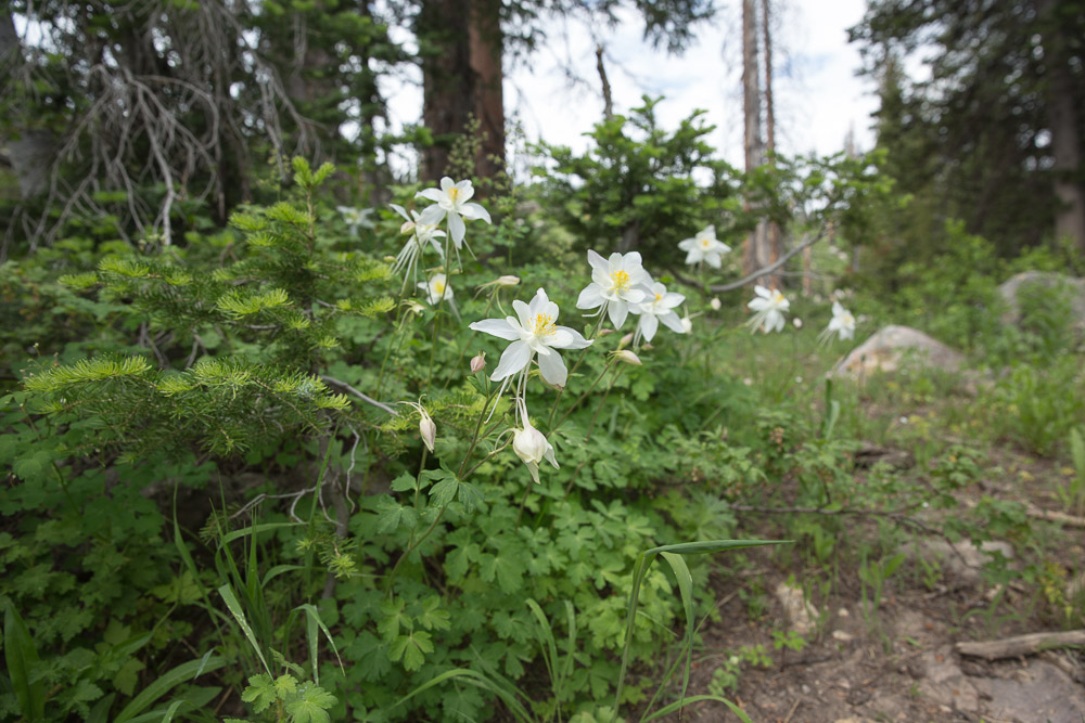 The Garlick Press Steam Mill Hollow