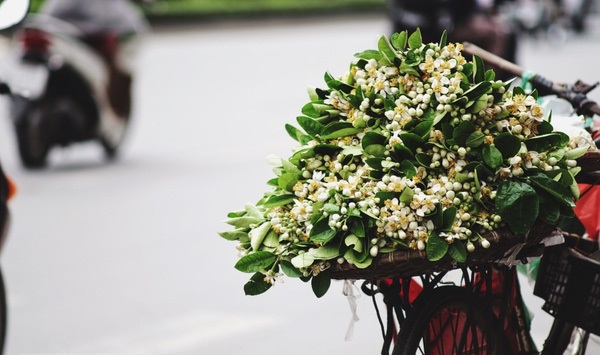 [Image: Thang-3-hoa-buoi-thoang-thom-trong-gio-o-Ha-Noi-2.JPG]