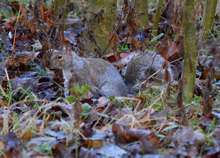 Squirrels in Heaton Park